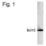 Bcl-10 Polyclonal Antibody