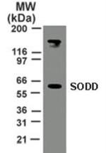 BAG4 Antibody in Western Blot (WB)