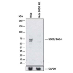 BAG4 Polyclonal Antibody