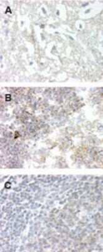 GPR83 Polyclonal Antibody
