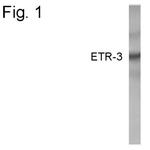 CUG-BP2 Polyclonal Antibody