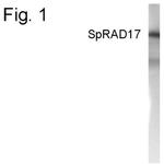 RAD17 Polyclonal Antibody