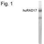 RAD17 Polyclonal Antibody