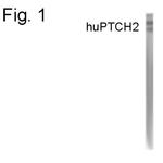 PTCH2 Polyclonal Antibody