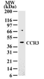 CCR3 Polyclonal Antibody