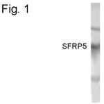 SFRP5 Polyclonal Antibody
