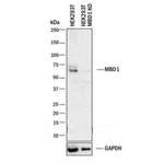 MBD1 Antibody in Western Blot (WB)