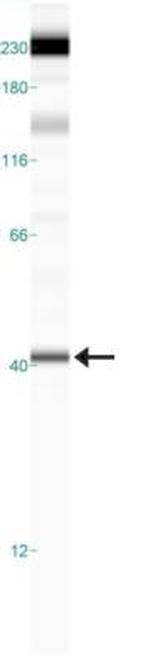 FPR1 Polyclonal Antibody