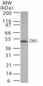 DR3 Polyclonal Antibody