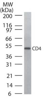 CD4 Antibody in Western Blot (WB)