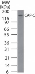 SMC4 Antibody in Western Blot (WB)