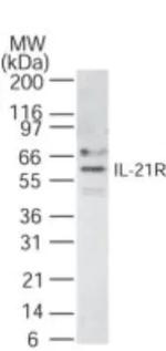 IL21R Polyclonal Antibody