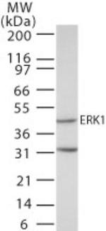ERK1 Antibody in Western Blot (WB)