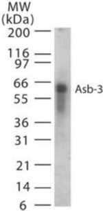 ASB3 Antibody in Western Blot (WB)