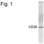 CD28 Antibody in Western Blot (WB)