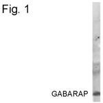 GABARAP Polyclonal Antibody