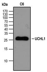PGP9.5 Antibody in Western Blot (WB)
