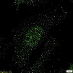 TRF4-1 Polyclonal Antibody