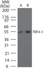 TRF4-1 Antibody in Western Blot (WB)