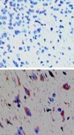 TAAR1 Antibody in Immunohistochemistry (Paraffin) (IHC (P))