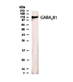 GABARAP Polyclonal Antibody