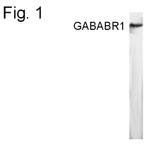 GABARAP Polyclonal Antibody