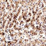 SMAD7 Polyclonal Antibody