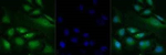 SMAD3 Antibody in Immunocytochemistry (ICC/IF)
