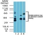 MAPKAP1 Antibody in Western Blot (WB)