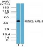 RUNX2 Polyclonal Antibody