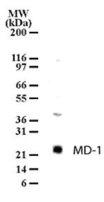 MD-1 Antibody in Western Blot (WB)