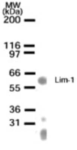 LIM1 Polyclonal Antibody