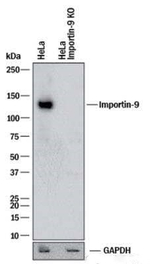 Importin 9 Antibody in Western Blot (WB)