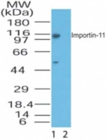 Importin 11 Polyclonal Antibody