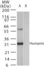 Humanin Antibody in Western Blot (WB)