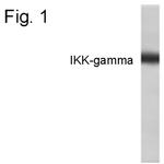 IKK gamma Polyclonal Antibody