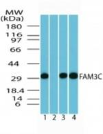FAM3C Antibody in Western Blot (WB)