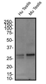 FAM3C Antibody in Western Blot (WB)