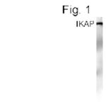 IKAP Polyclonal Antibody