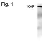IKAP Polyclonal Antibody