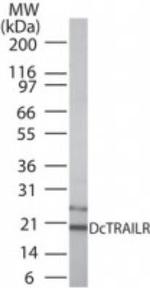 TRAIL-R3 (CD263) Polyclonal Antibody