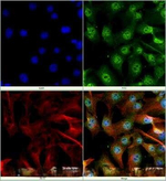 BCLAF1 Antibody in Immunocytochemistry (ICC/IF)