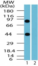 BCLAF1 Antibody in Western Blot (WB)