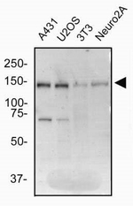 BCLAF1 Antibody in Western Blot (WB)