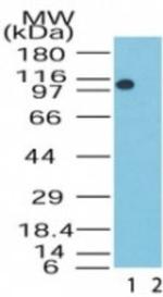 LSD1 Polyclonal Antibody