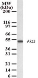 AKT3 Antibody in Western Blot (WB)
