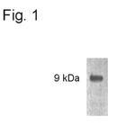p8 Polyclonal Antibody