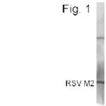 RSV M2 Polyclonal Antibody