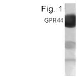 CRTH2 Polyclonal Antibody