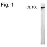 CD100 Polyclonal Antibody